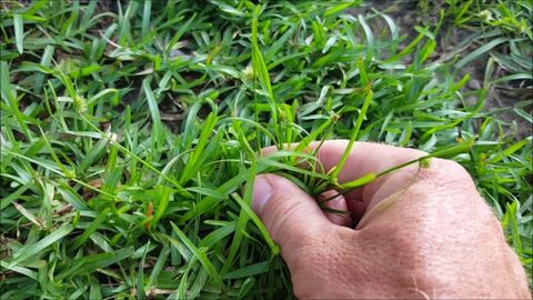 Weeds That Look Like Grass: Explore 9 Best Grass-Like Lawn Weeds ... with regard to Weeds That Look Like St Augustine Grass