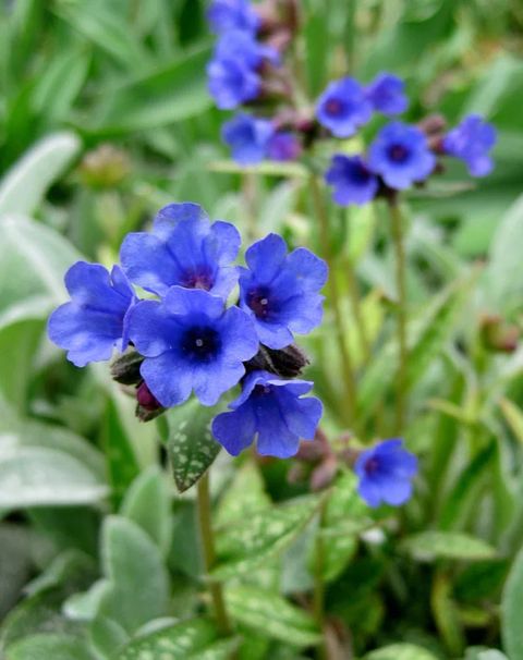 What Is A Perennial With Blue Flowers At Harry Christison Blog in Perennial Plants With Blue Flowers
