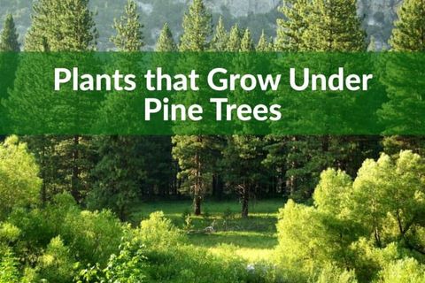 What Perennials Grow Under Pine Trees? Top Plants regarding What Can Grow Under Pine Trees