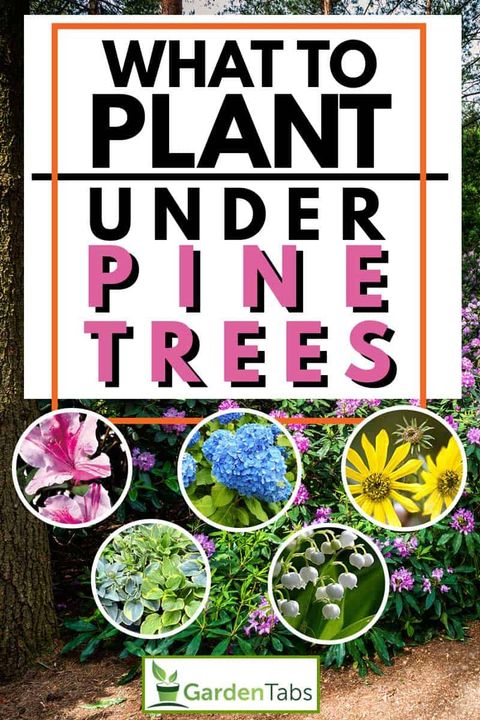 What To Plant Under Pine Trees? regarding What Can Grow Under Pine Trees