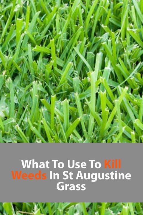 What To Use To Kill Weeds In St Augustine Grass 2024 Own The Yard – Artofit in Expert Tips for Spotting Weeds That Trick You into Thinking They're St Augustine Grass