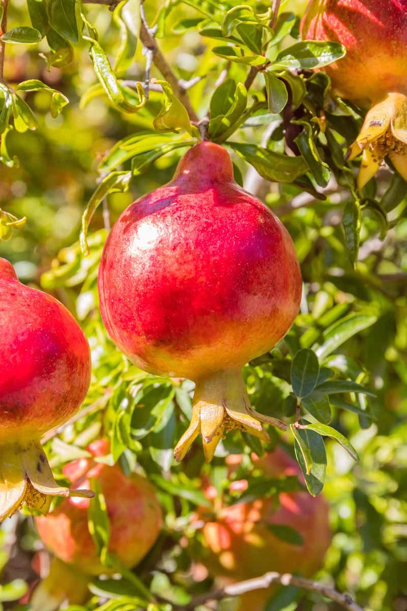 Pomegranate ripening timeline and storage tips