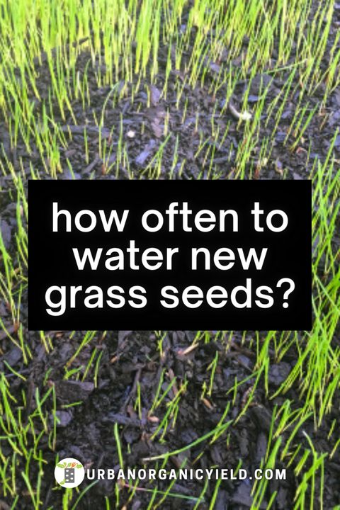 When And How To Water Grass Seed with How Often To Water Seeds