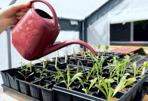 When And How To Water Your Seedlings And Seeds The Right Way with regard to How Often To Water Seeds