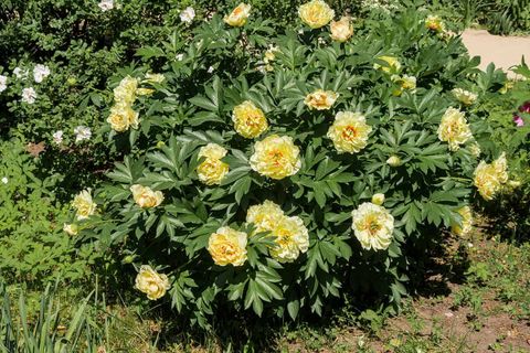 When Do Peonies Bloom (And For How Long) - Plantglossary inside The Ultimate Guide to Zone 9b Long Blooming Itoh Peonies
