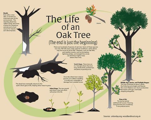Where Do Oak Trees Grow Map At Ronald Stinson Blog with How long do oak trees take to grow? A complete guide to their development timeline