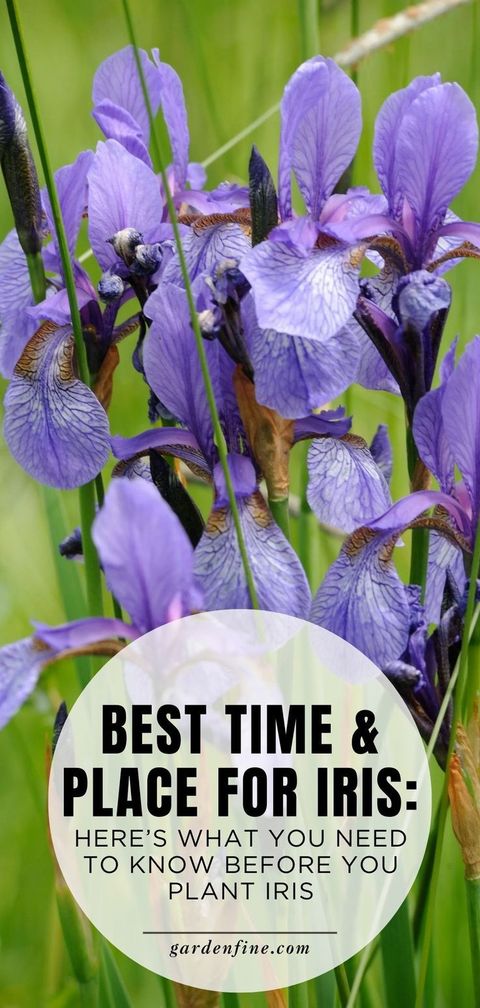 Where To Plant Iris: The Best Location For Your Blooms throughout Seasonal Companion Planting Ideas for Stunning Iris Displays