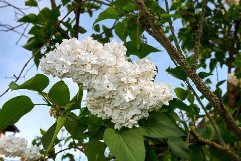 White Flowering Trees Identification intended for Flowering Trees With White Blossoms