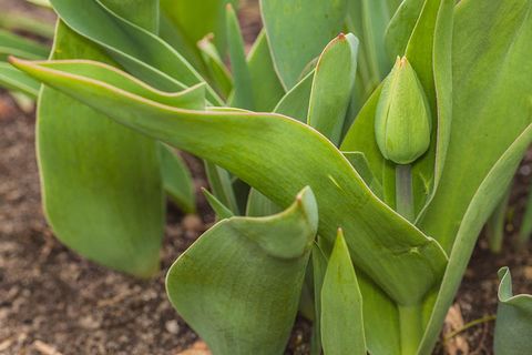 Why Do My Tulips Only Have Leaves And No Flower At Blanca Wilkerson Blog within Weeds That Look Like Tulip Leaves