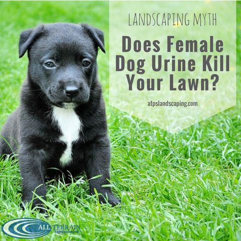 Why Does Dog Urine Kill Plants At Dana Bittle Blog pertaining to What Animals Urine Kills Plants In Texas