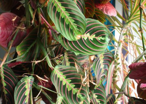 Why Prayer Plant Leaves Turn Yellow And What To Do for Preventing and Treating Yellow Leaves on Prayer Plants Naturally