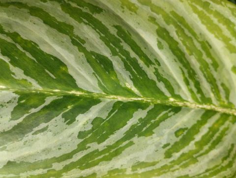 Why Prayer Plant Leaves Turn Yellow And What To Do with regard to Prayer Plant Leaves Turning Yellow